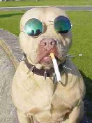 ganxtadog.jpg