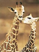 giraffe.jpg