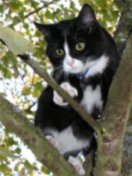 katze-baum.jpg