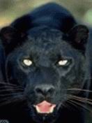 panther.jpg