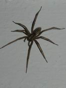 spinne.jpg