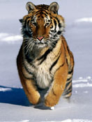 tiger.jpg