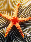 Starfish.jpg