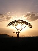 Acacia.jpg