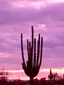 Desert3.jpg