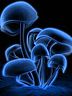 Mushroom.jpg