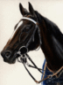 pferd-araber-schwarz.gif