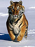 tiger.jpg