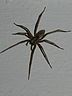 spinne.jpg