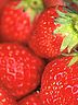 strawberry.jpg