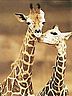 giraffe.jpg
