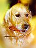 hund-golden-retriever.jpg