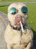 ganxtadog.jpg