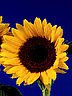 Sonnenblume.jpg