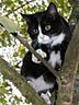 katze-baum.jpg
