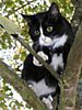 katze-baum.jpg