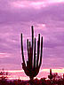 Desert3.jpg