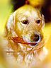 hund-golden-retriever.jpg