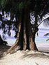 Beach_Palm.jpg