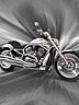 Gray_Harley.jpg